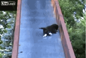 giphy-3.gif