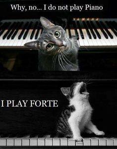 Piano Cat.jpg