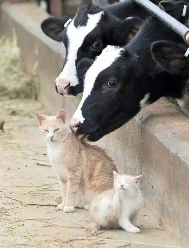 throes-of-redemption :
afishhook-anopeneye :
my name is cow and wen she sits benethe the stall withe tiny kit
I hav no hands withe which to pat I use mye tung I lik the cat
my name is cat and with tha kit In front of stall we lyk to sit
I feel her tongue I say meow I have a fren Her name is cow