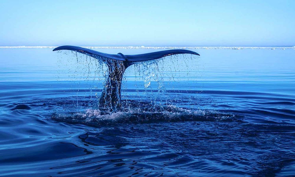 whale tail.jpg