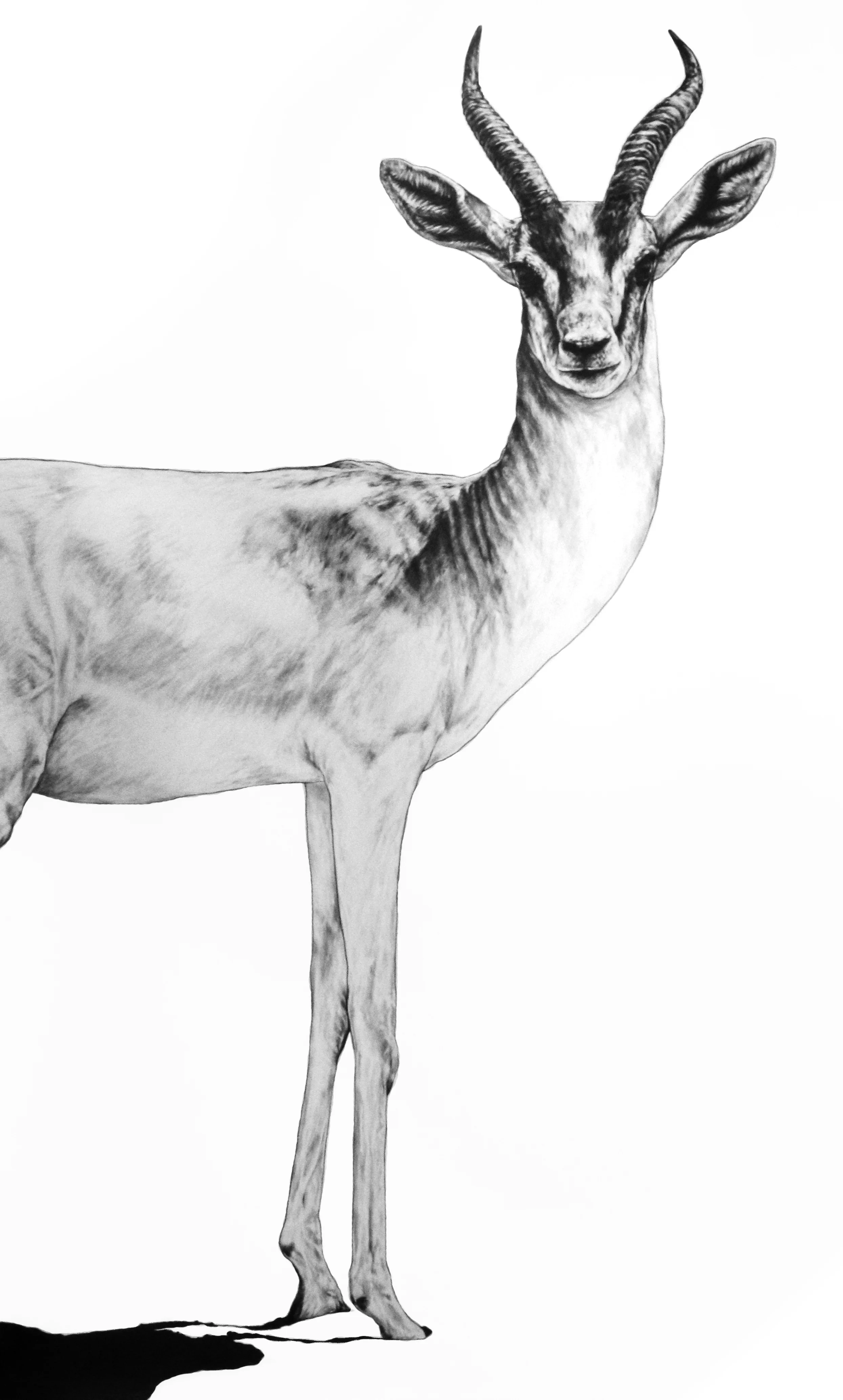 Gazelle . 2017. Graphite on Fabriano Artistico 300 GSM Paper. 140 x 120 cm.