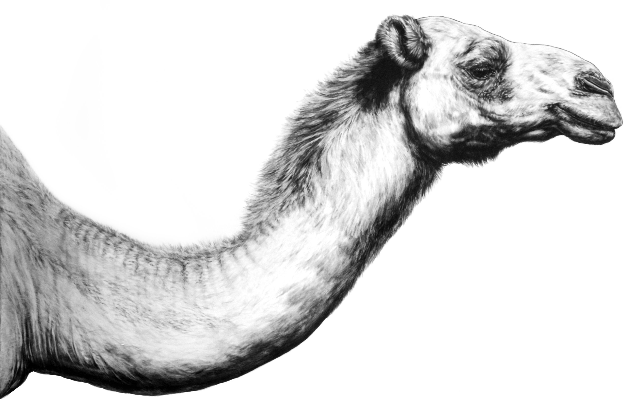Camel. 2017. Graphite on Fabriano Artistico 300 GSM Paper. 120 x 140 cm.