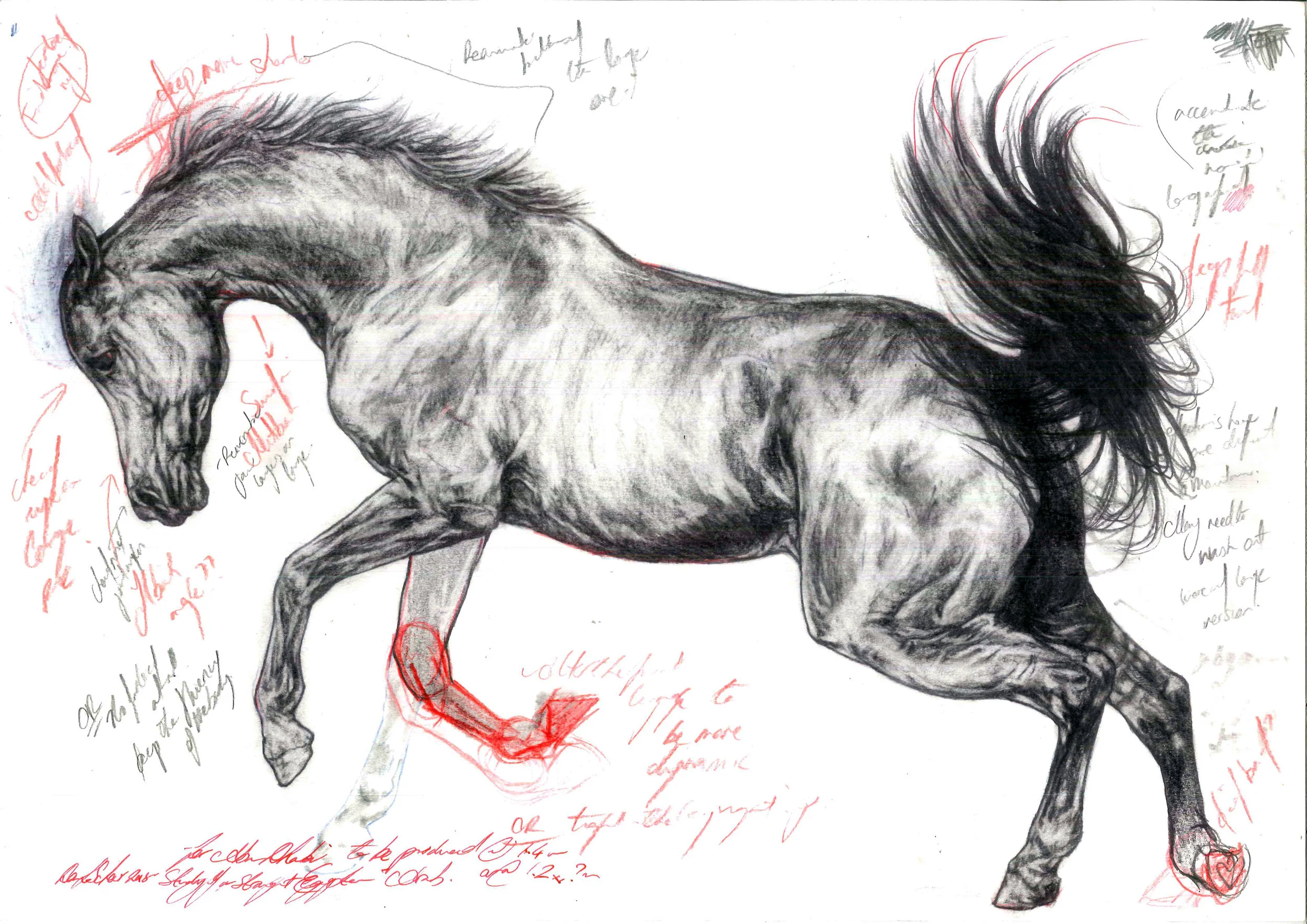 Study of a Lunging Stallion. 2018. Pencil on Watercolour Paper (30 x 42cm) AVAILABLE