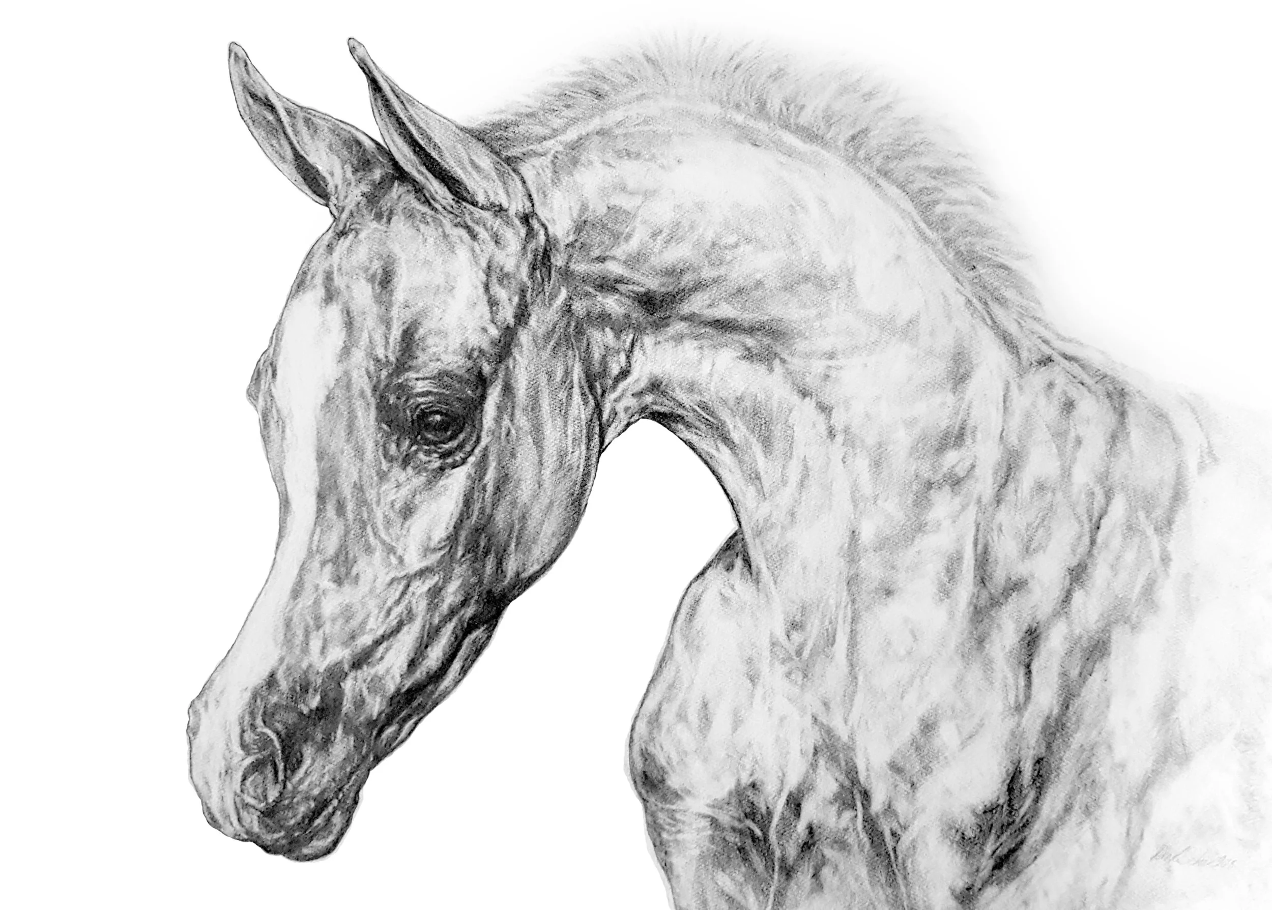 Portrait of an Arabian Foal. 2018. Graphite on 300GSM Fabriano Artistico Paper (56 x 76cm) AVAILABLE