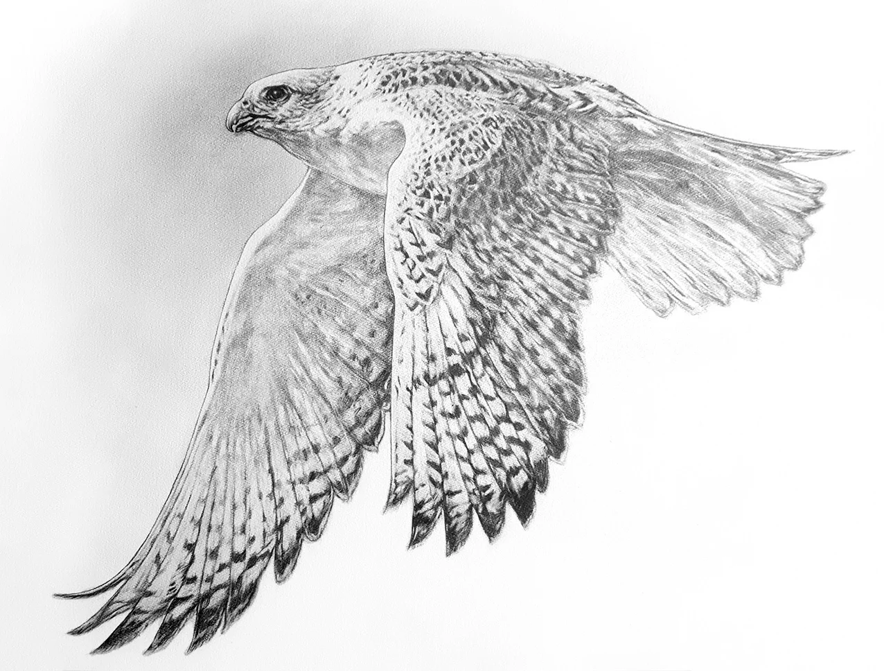 Flying Gyr Falcon. 2018. Graphite on 300 GSM Fabriano Artistico Paper (56 x 76cm) SOLD