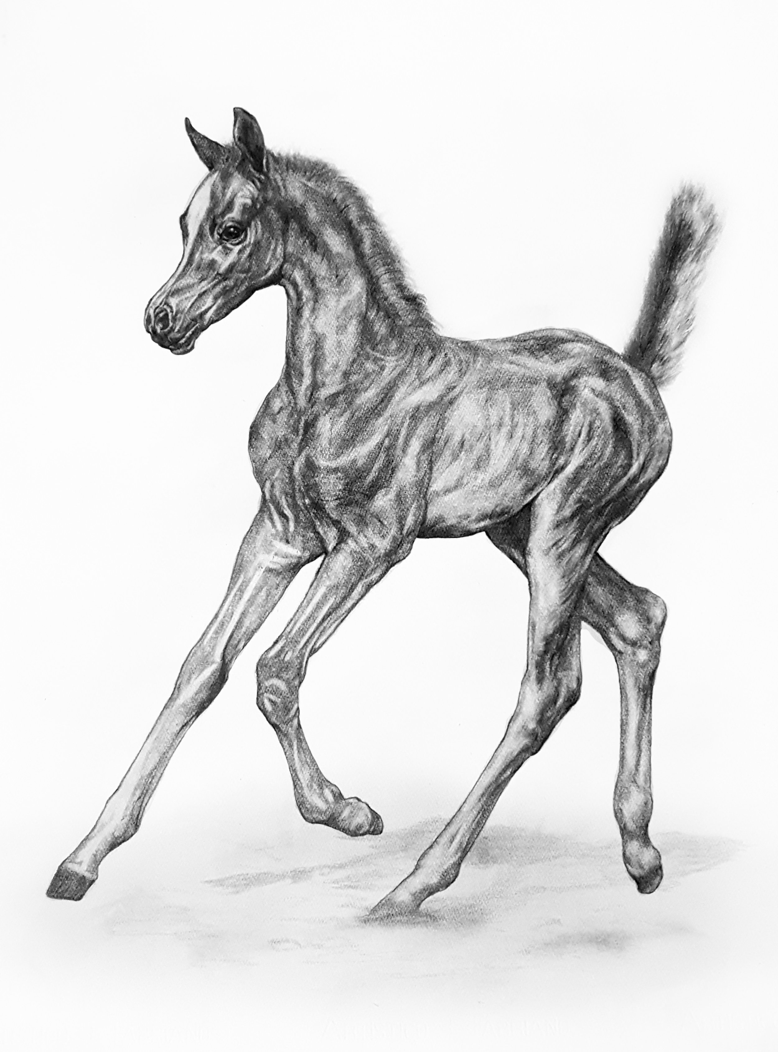 Trotting Arabian Foal. 2018. Graphite on 300 GSM Fabriano Artistico Paper (76 x 56cm) AVAILABLE