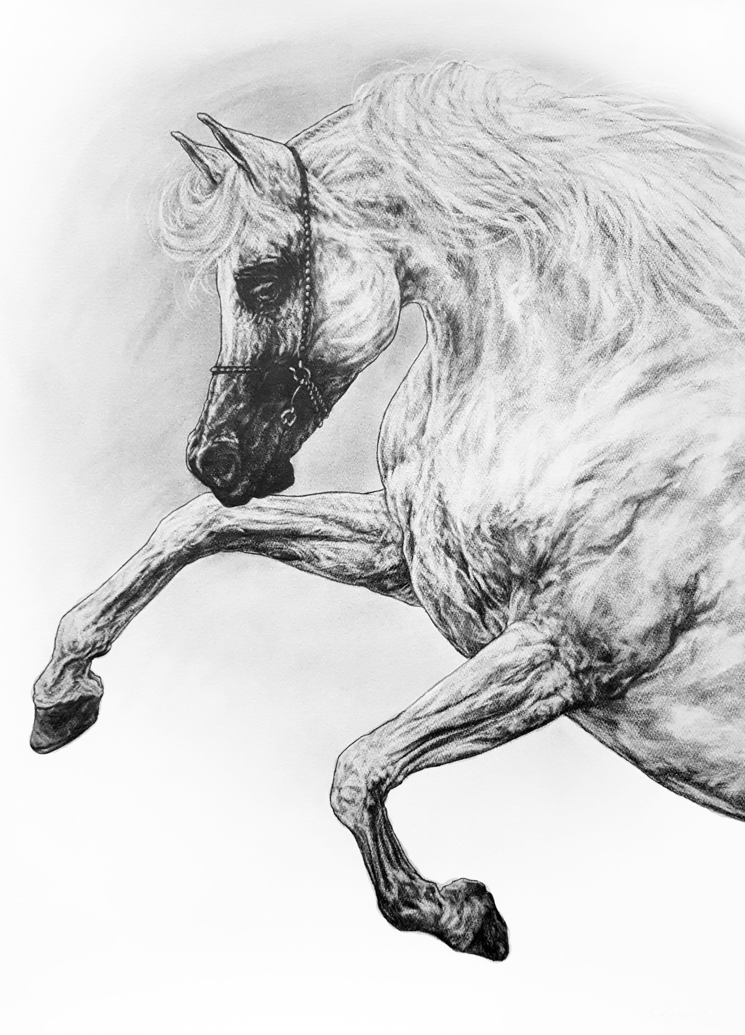Study of a Stallion. 2018. Graphite on 300 GSM Fabriano Artistico Paper (76 x 56cm) UNAVAILABLE