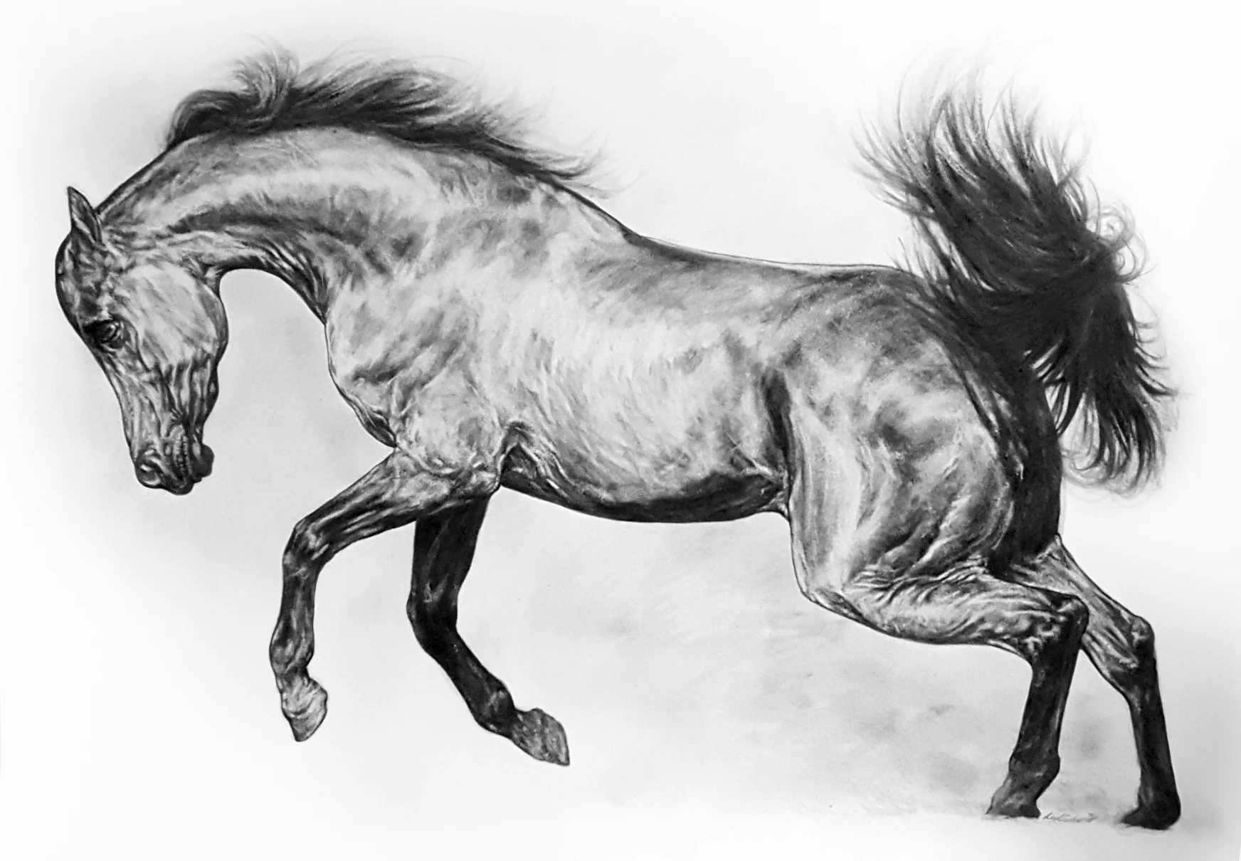 Lunging Stallion. 2018. Graphite on 300 GSM Fabriano Artistico Paper (90 x 120cm) AVAILABLE