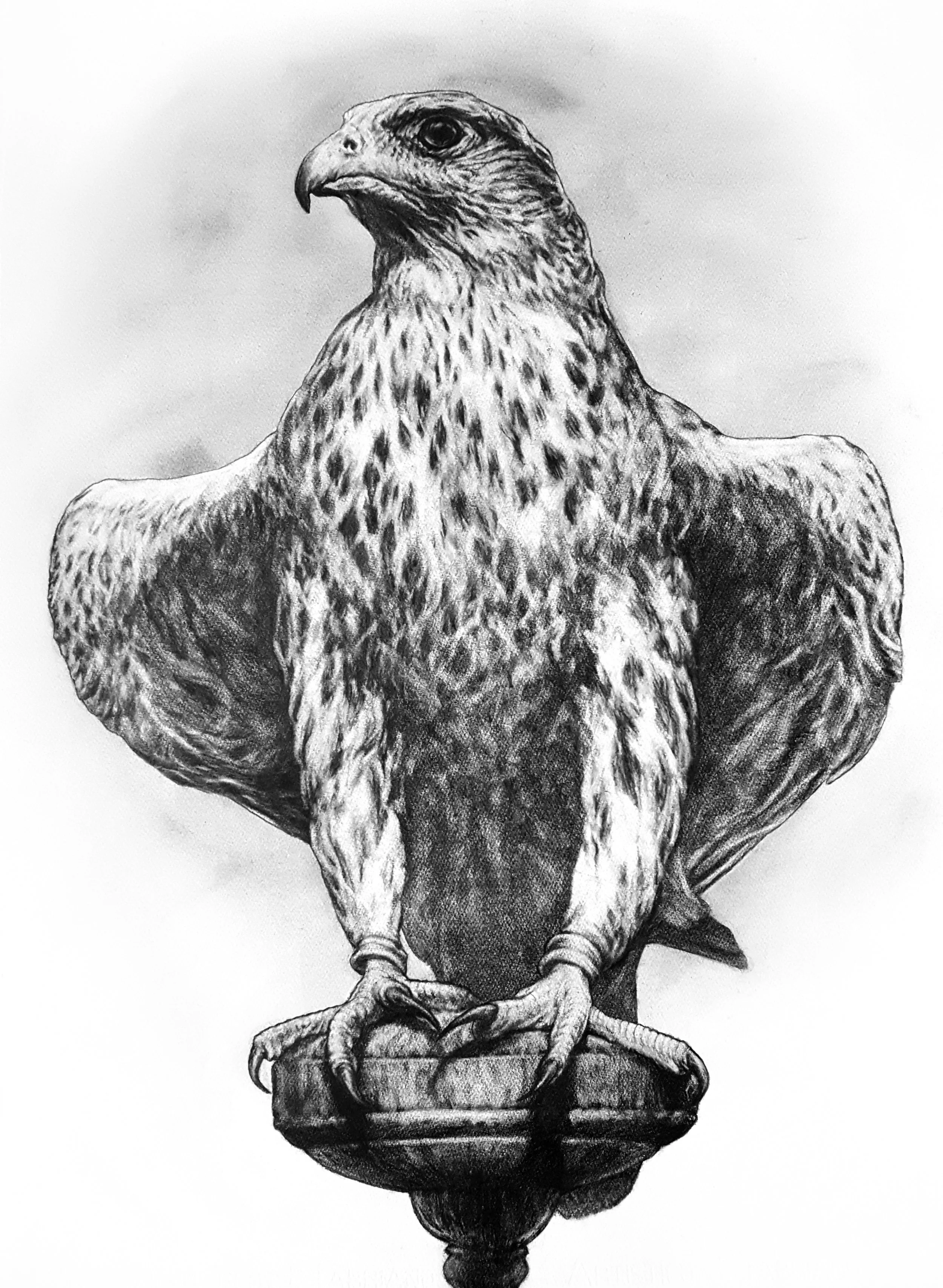 Portrait of a Standing Falcon. 2018. Graphite on 300 GSM Fabriano Artistico Paper (76 x 56cm) SOLD