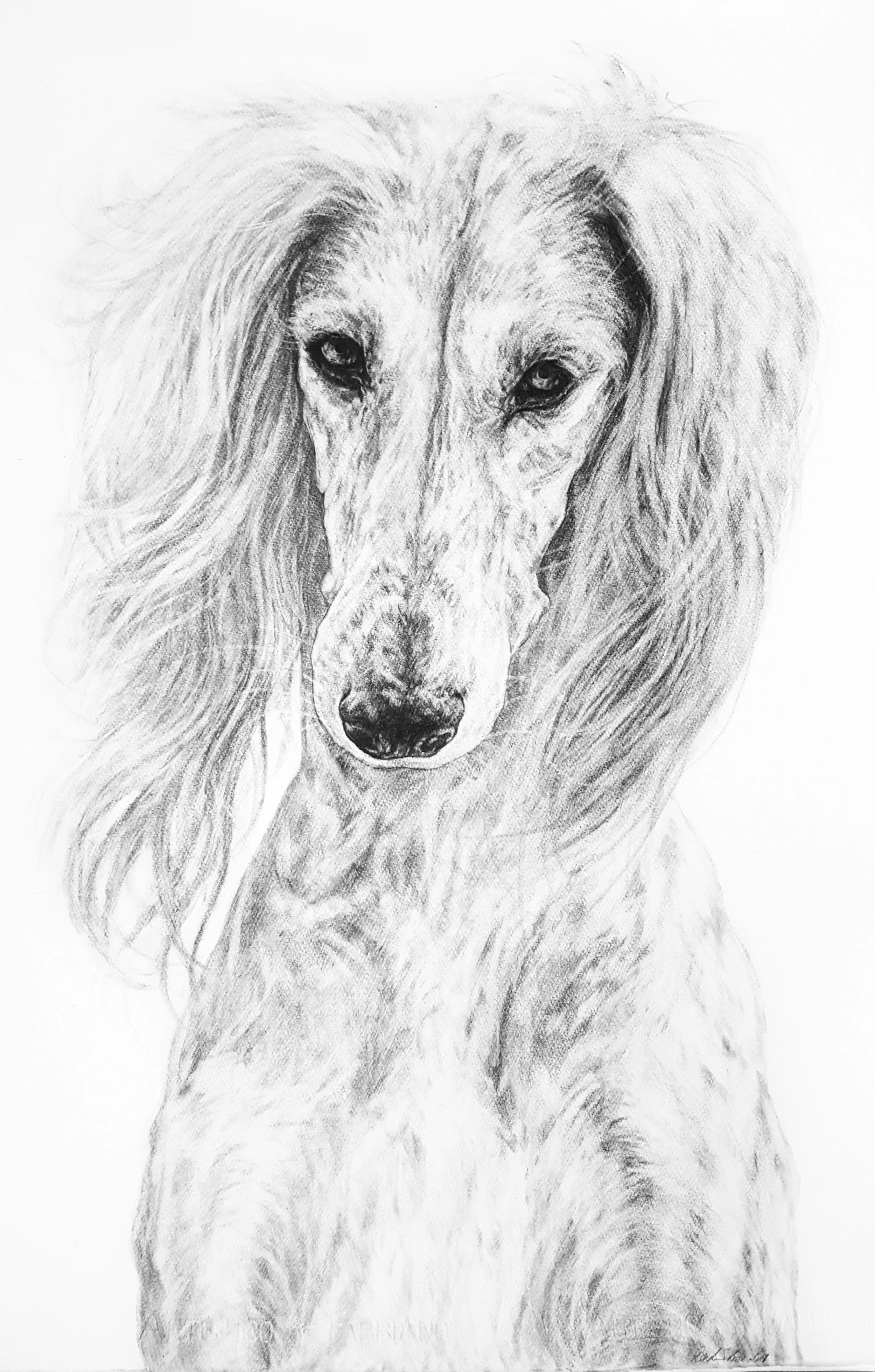 Portrait of a Saluki. 2018. Graphite on 300 GSM Fabriano Artistico Paper (76 x 56cm) SOLD