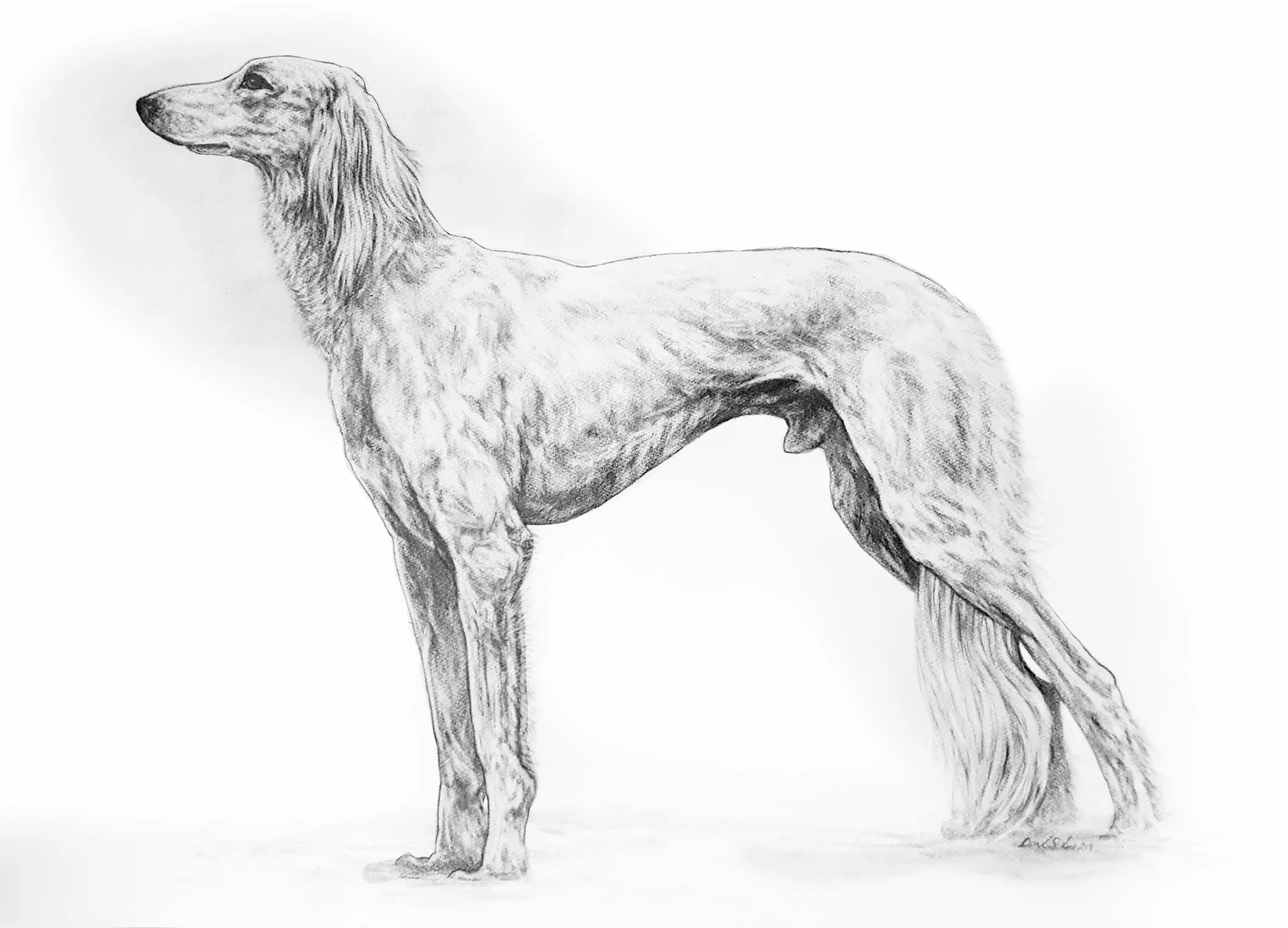 Profile of a Saluki