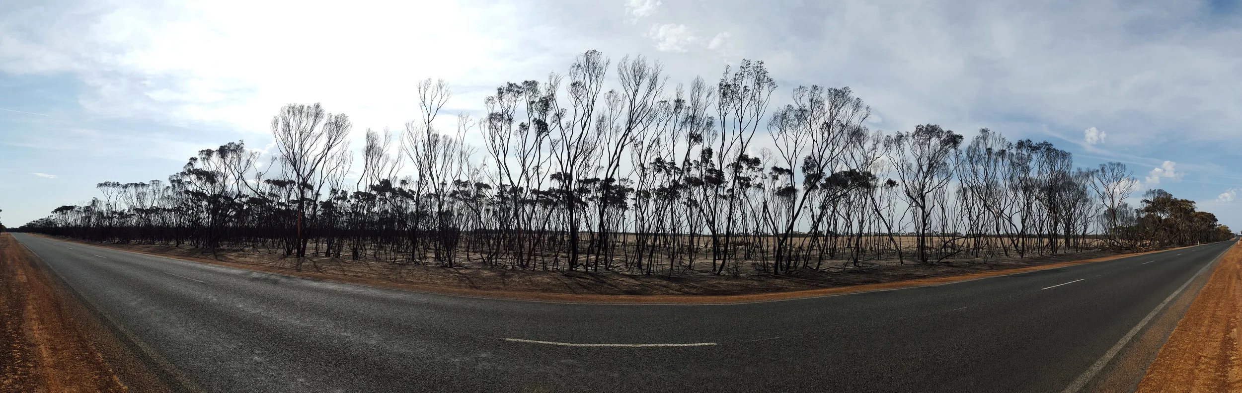 treecrop2.jpg