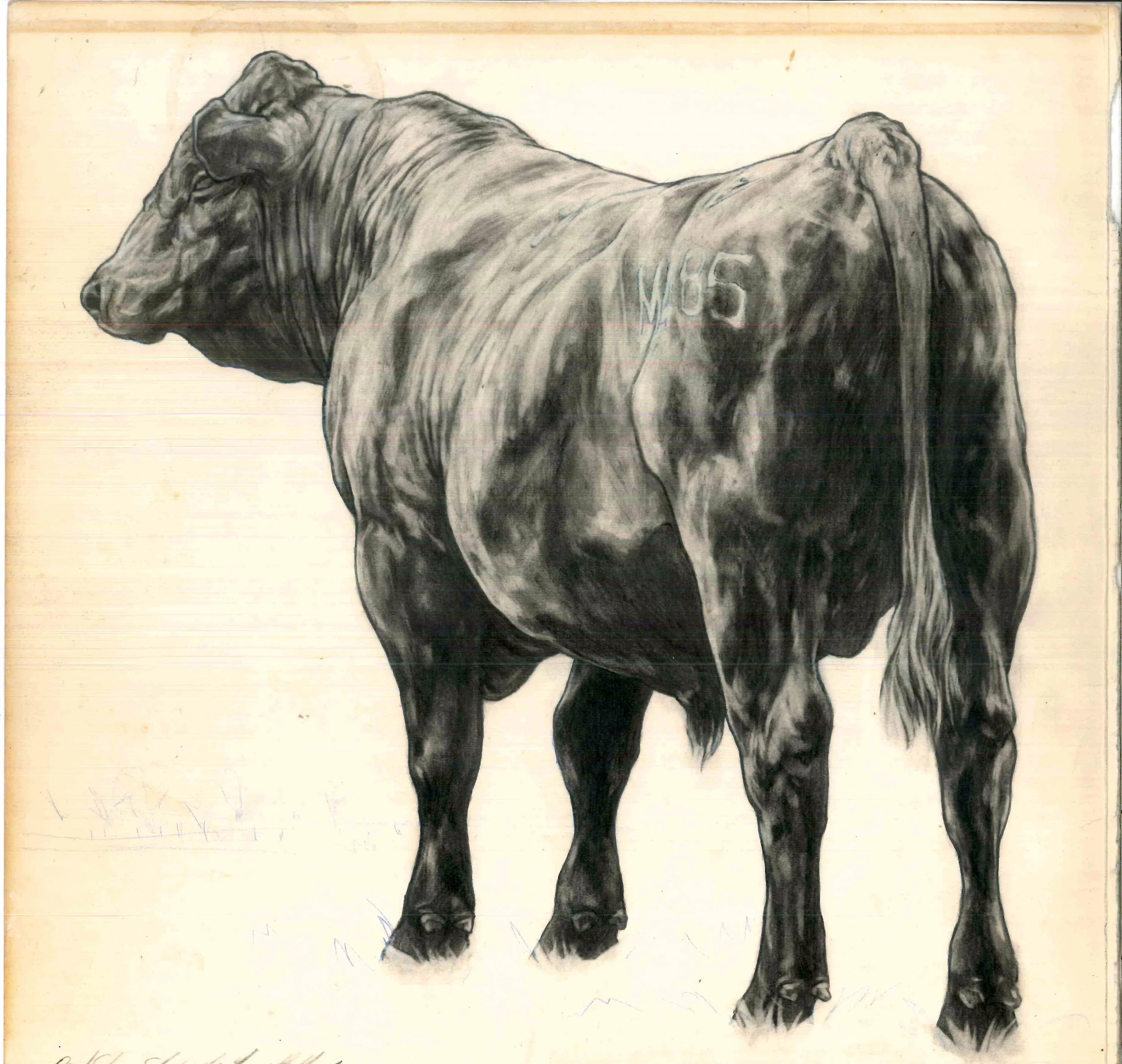 Cream Bull Study