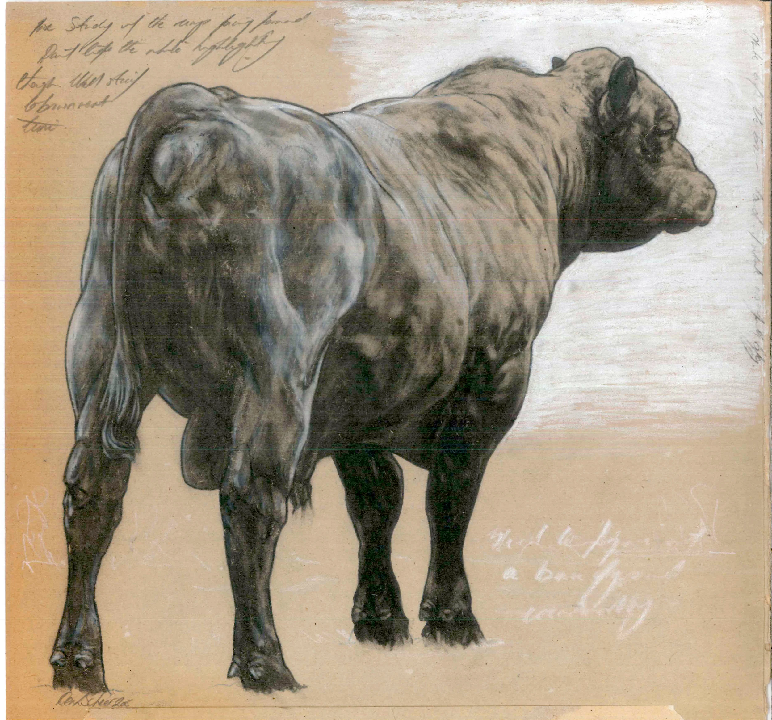 Brown Bull Study
