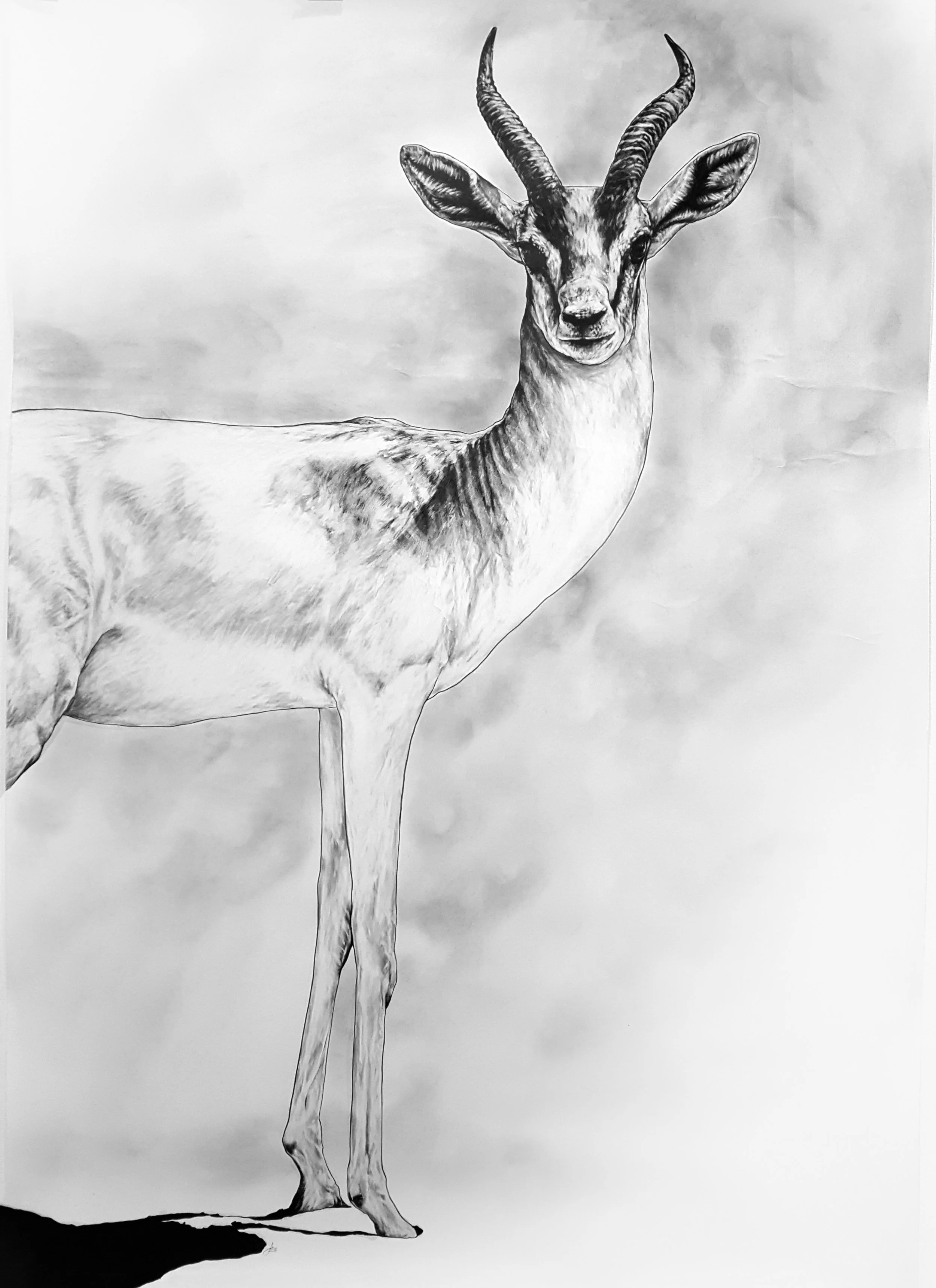 Arabian Gazelle