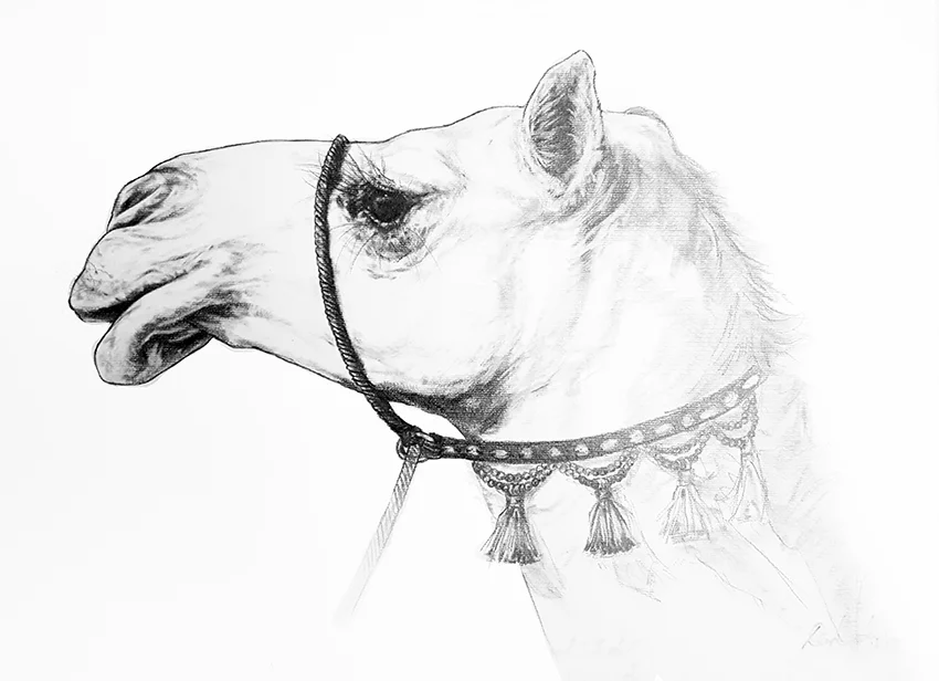 CAMELS