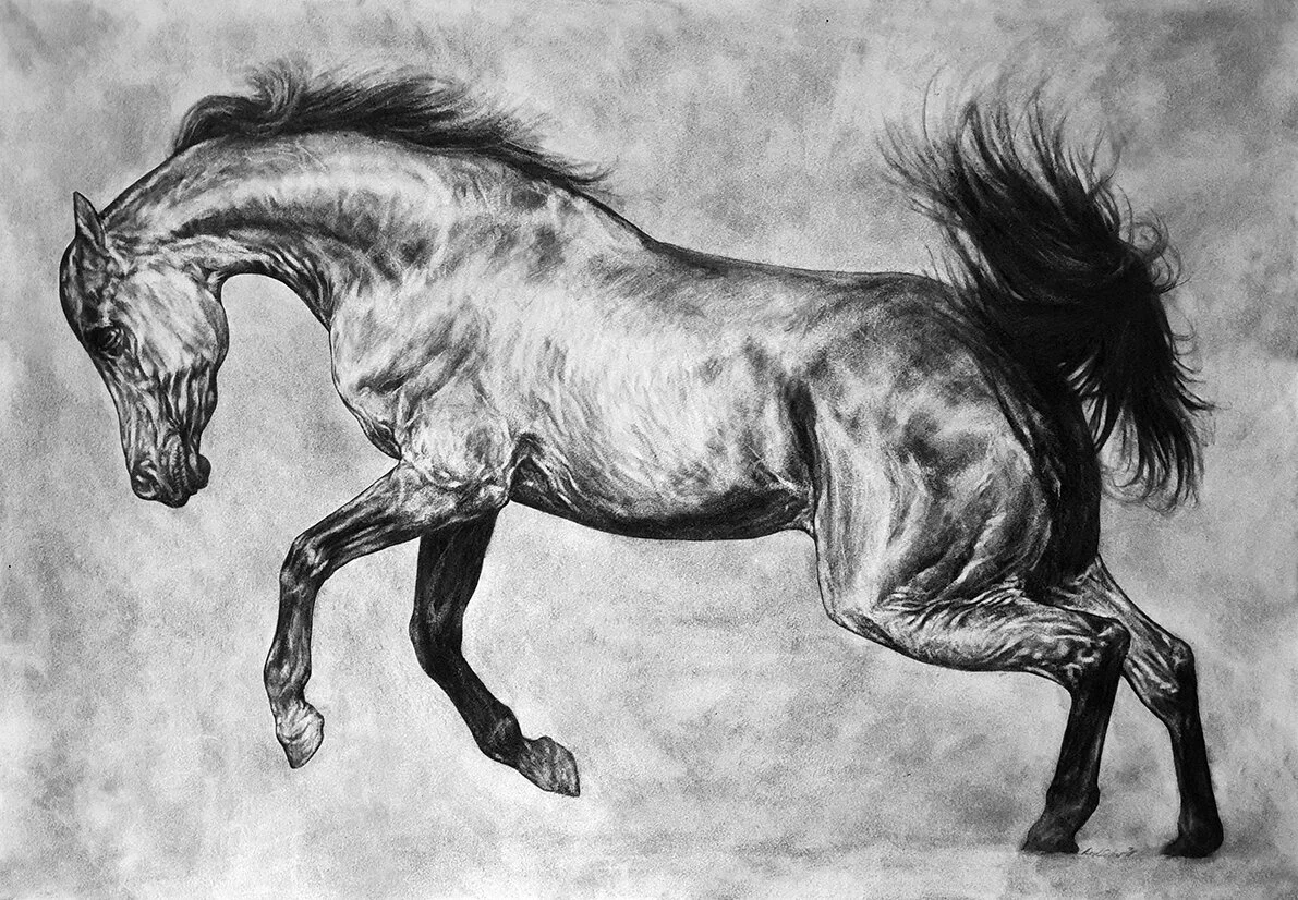 Lunging Arabian Stallion SML.jpg