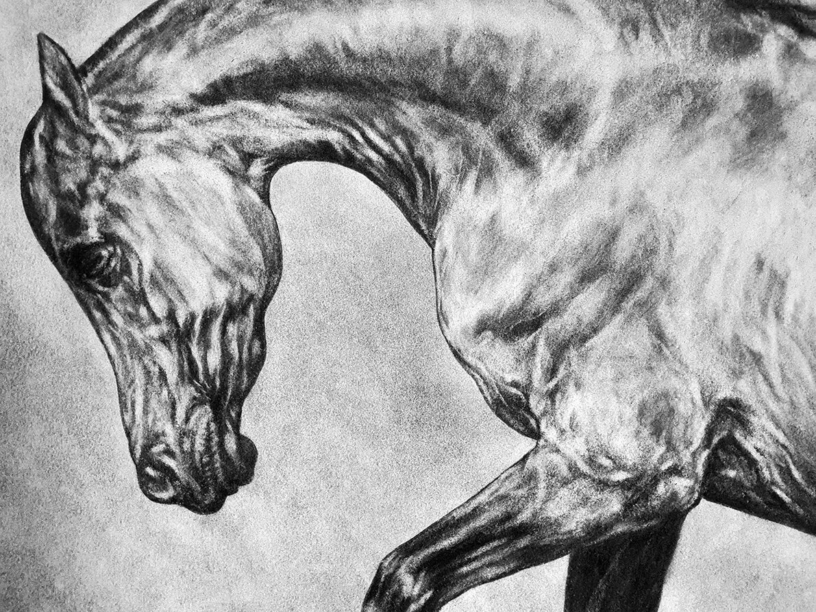 Lunging Arabian Stallion Head SML.jpg
