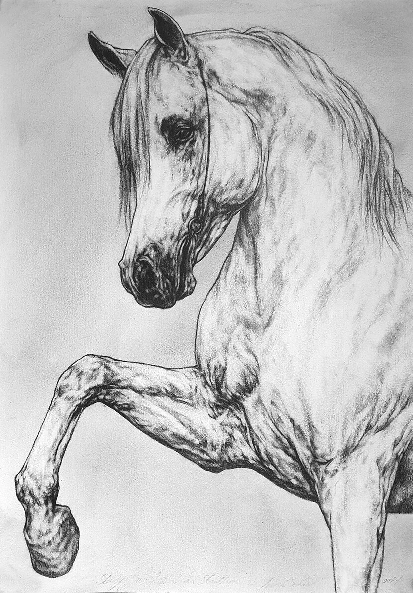 Study of a Pawing Arabian Stallion SML.jpg