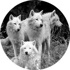 wolfteam_grau_klein.png