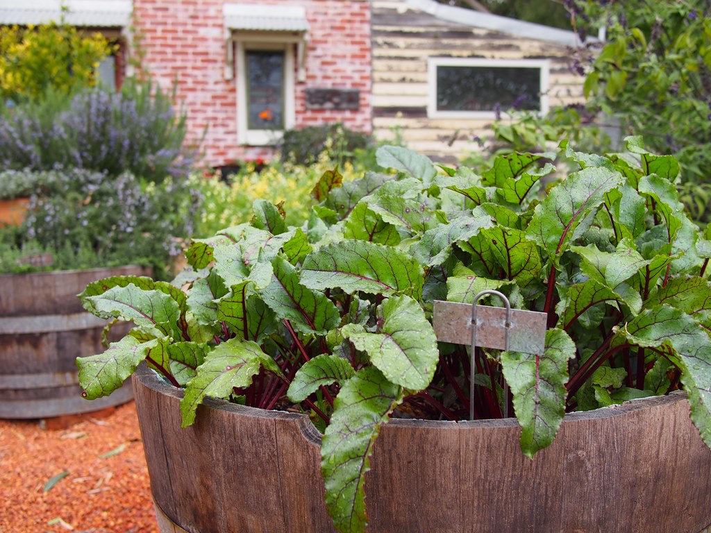 barrel garden.jpg