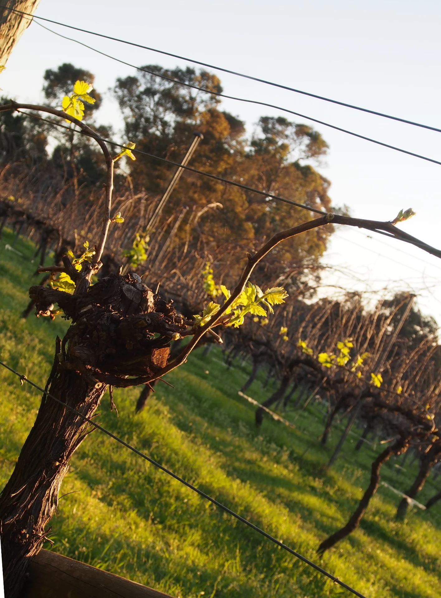 20 Years in the Vineyard
