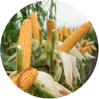 yield.png
