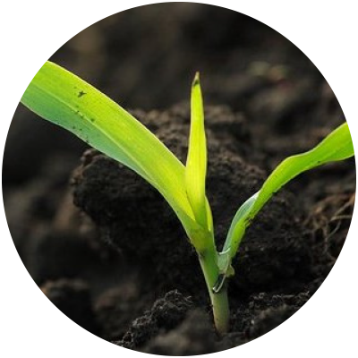 seedling.png