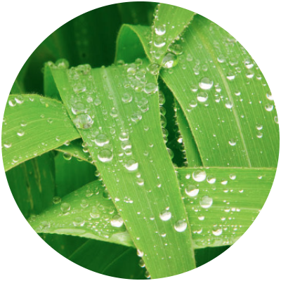 foliar.png