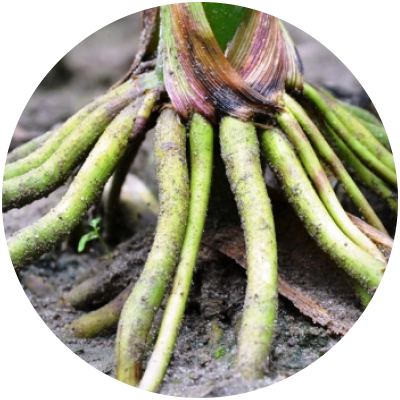 roots.png