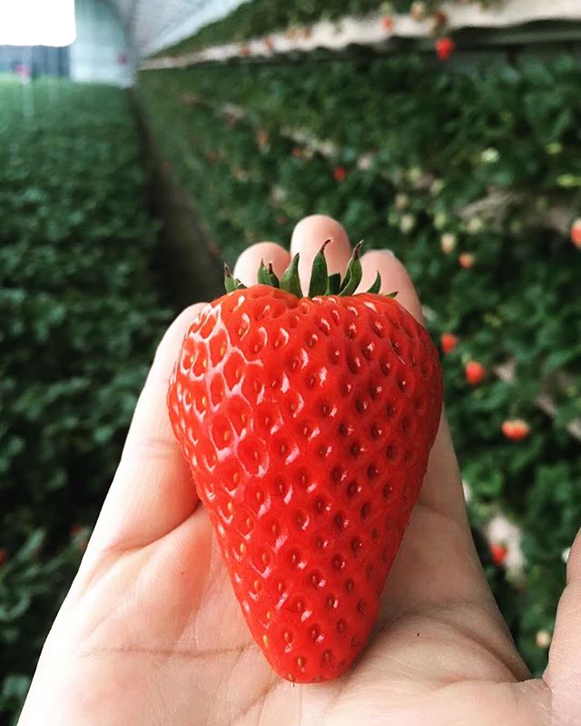 By adding Vastly to your normal fertilization practices, quality, quantity, nutritional content and value of strawberry are enhanced. 👉 * Data is based on #strawberry field trial conducted by SynTech  in California 2018. #thinkvastly #fertilizer #fu
