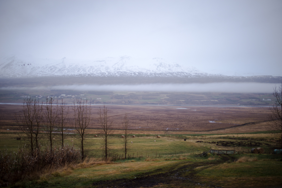 DSC_8517.jpg