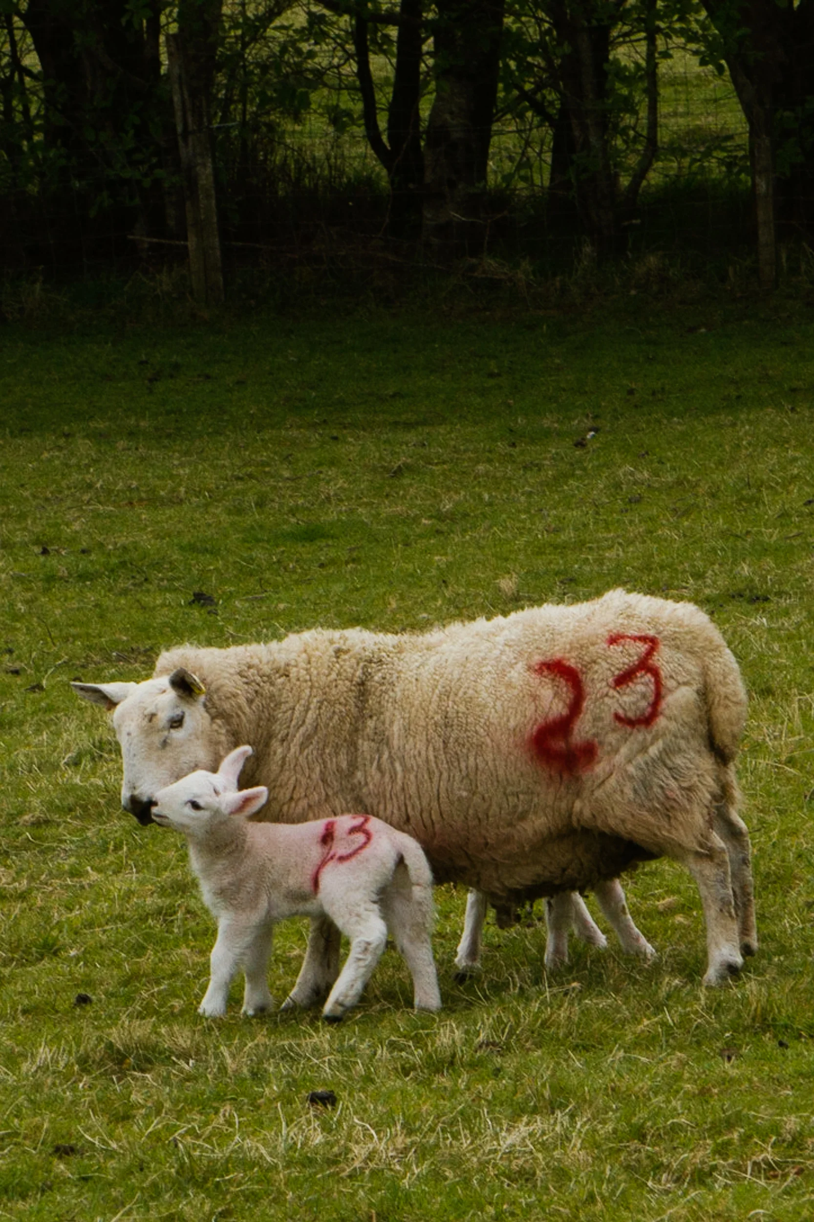 190423_Scotland-1174-2.jpg