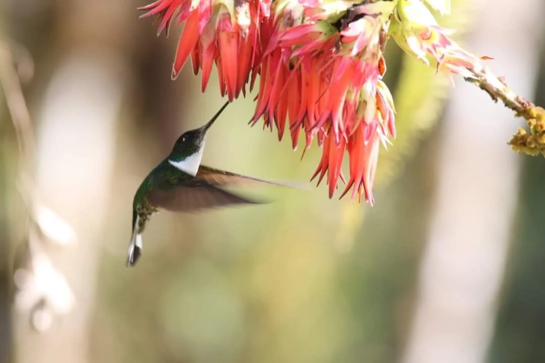 Apoyo a iniciativas resilientes en los territorios