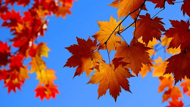 herbst.jpg