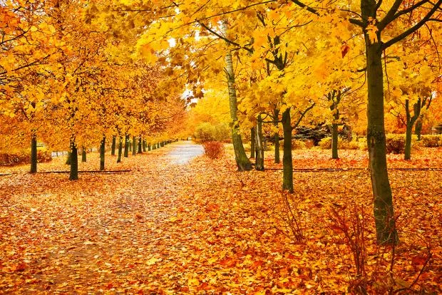herbst-laub-strasse-c-1737840.jpg