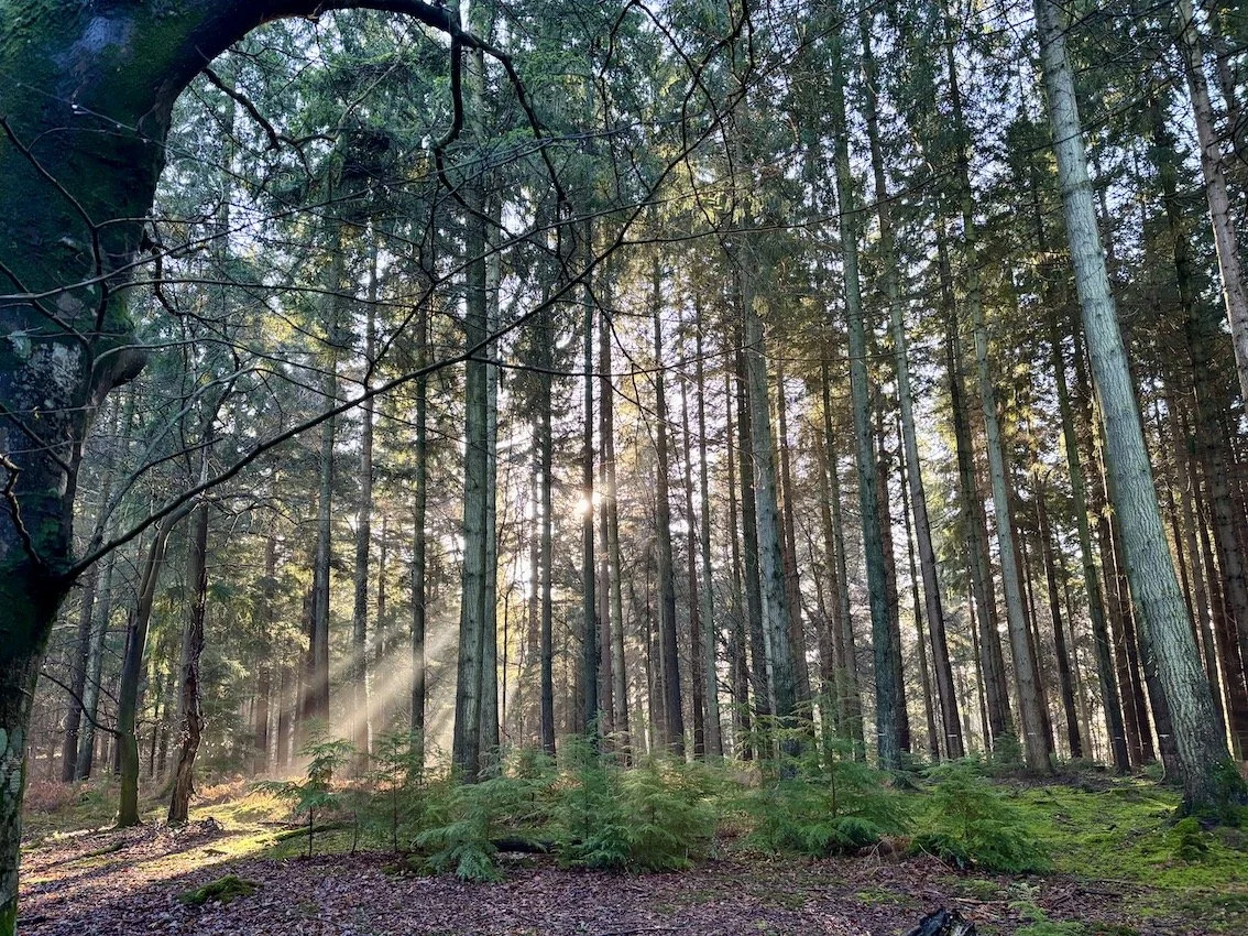 an invitation to rest, rebalance &amp; reset with forest reiki