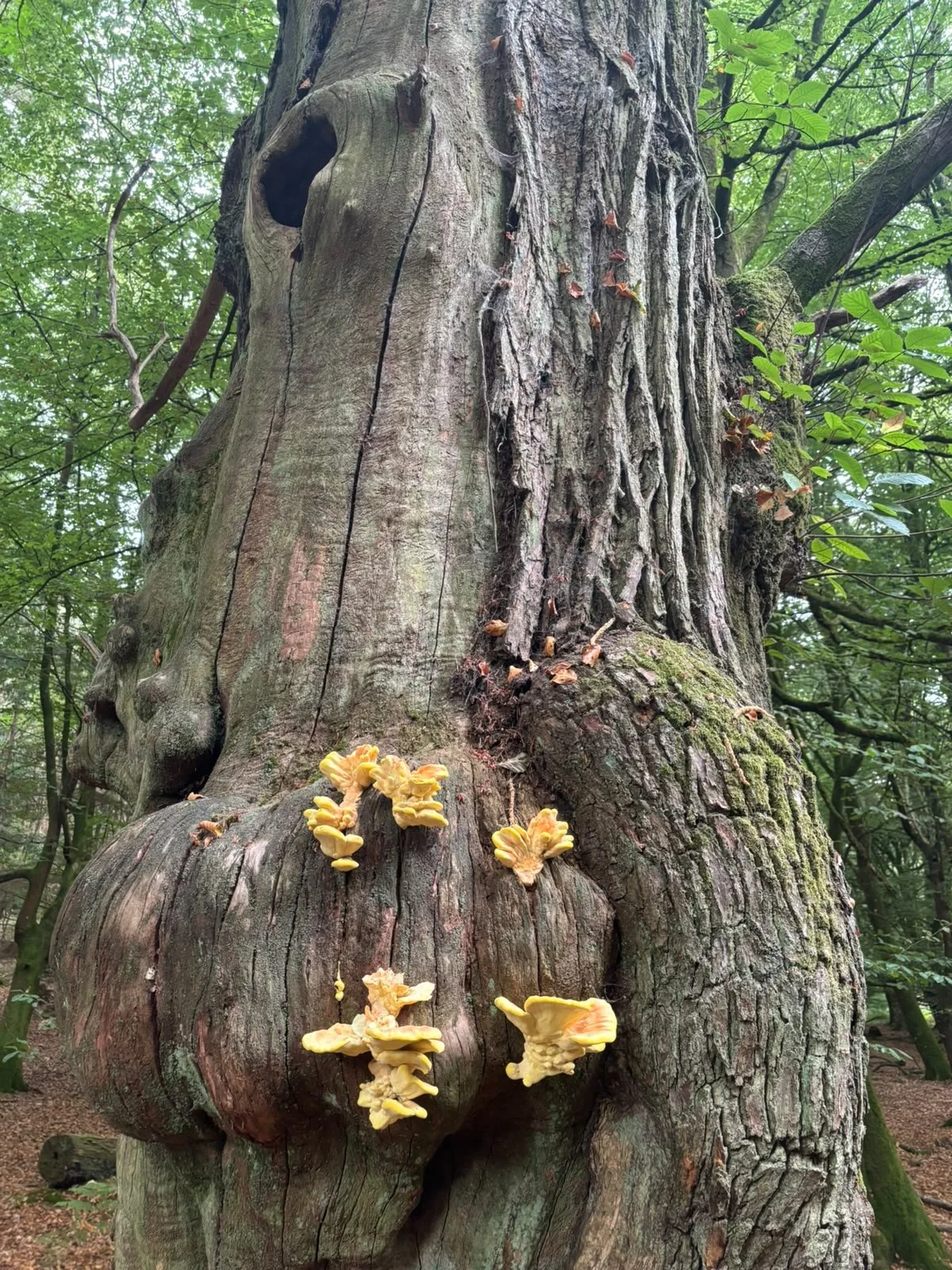 Fungi found in the New Forest this autumn