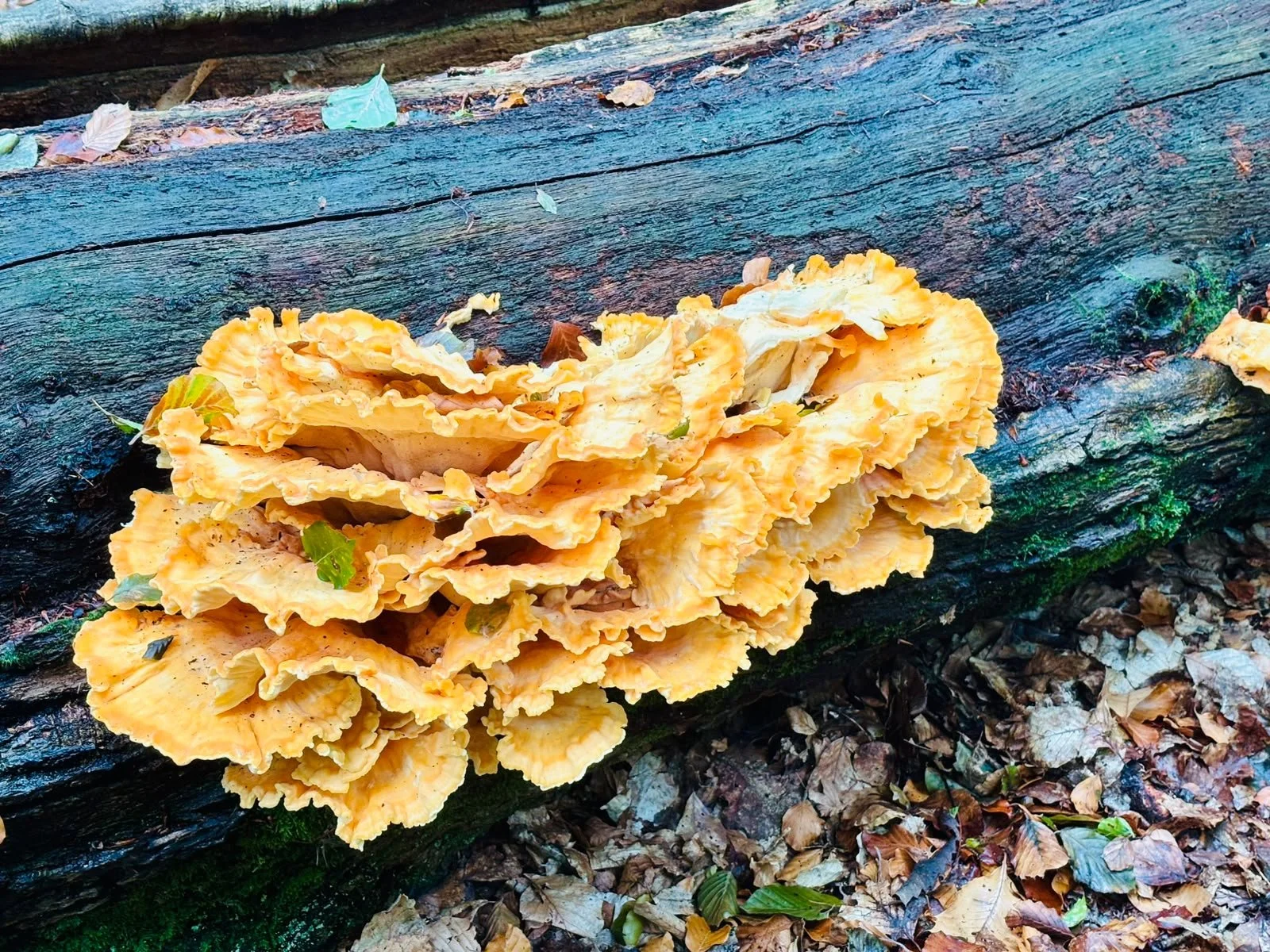 Wild fungi growing on the forest floor in the New Forest in early autumn