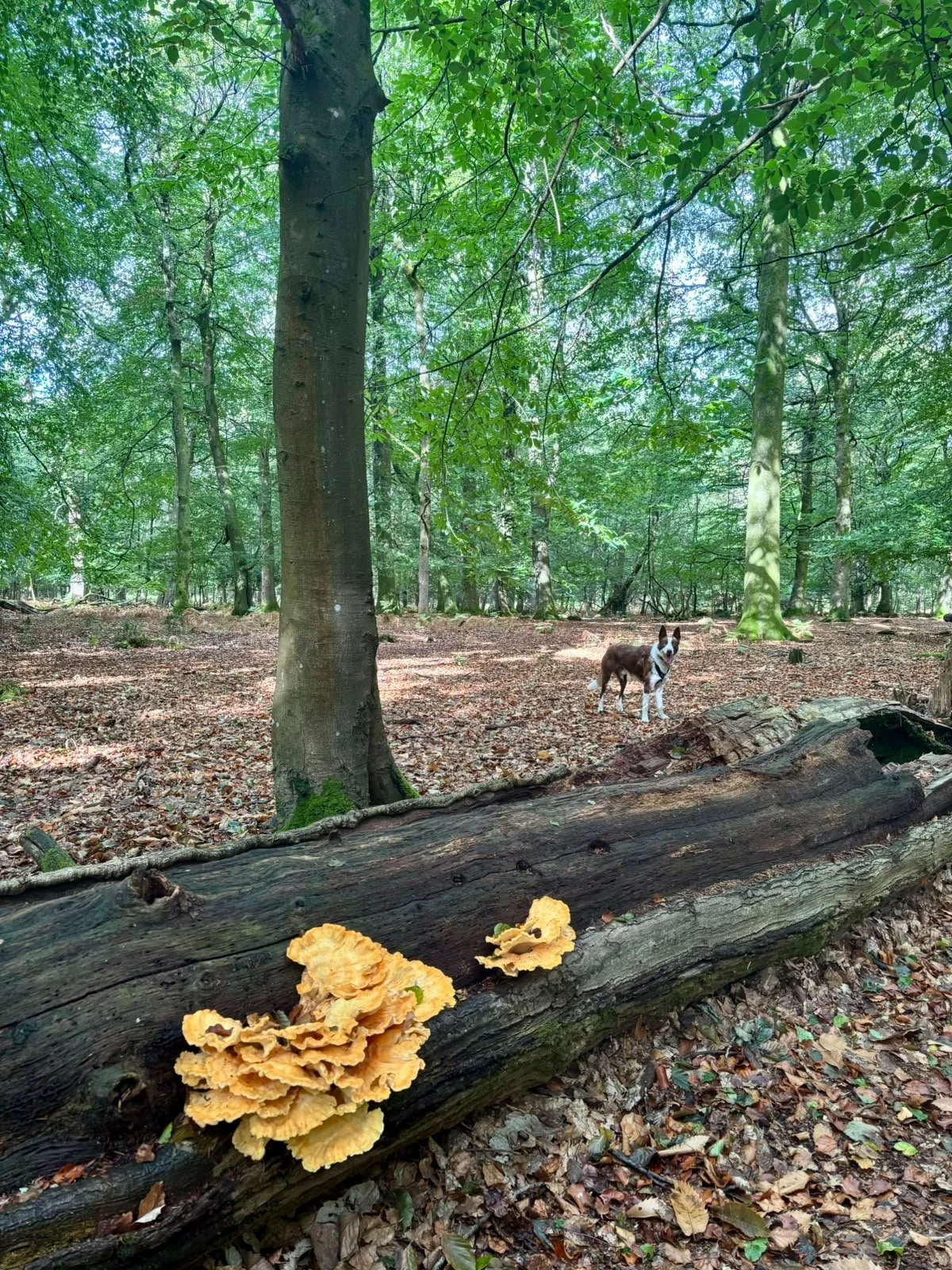 Autumn Vibes in the New Forest