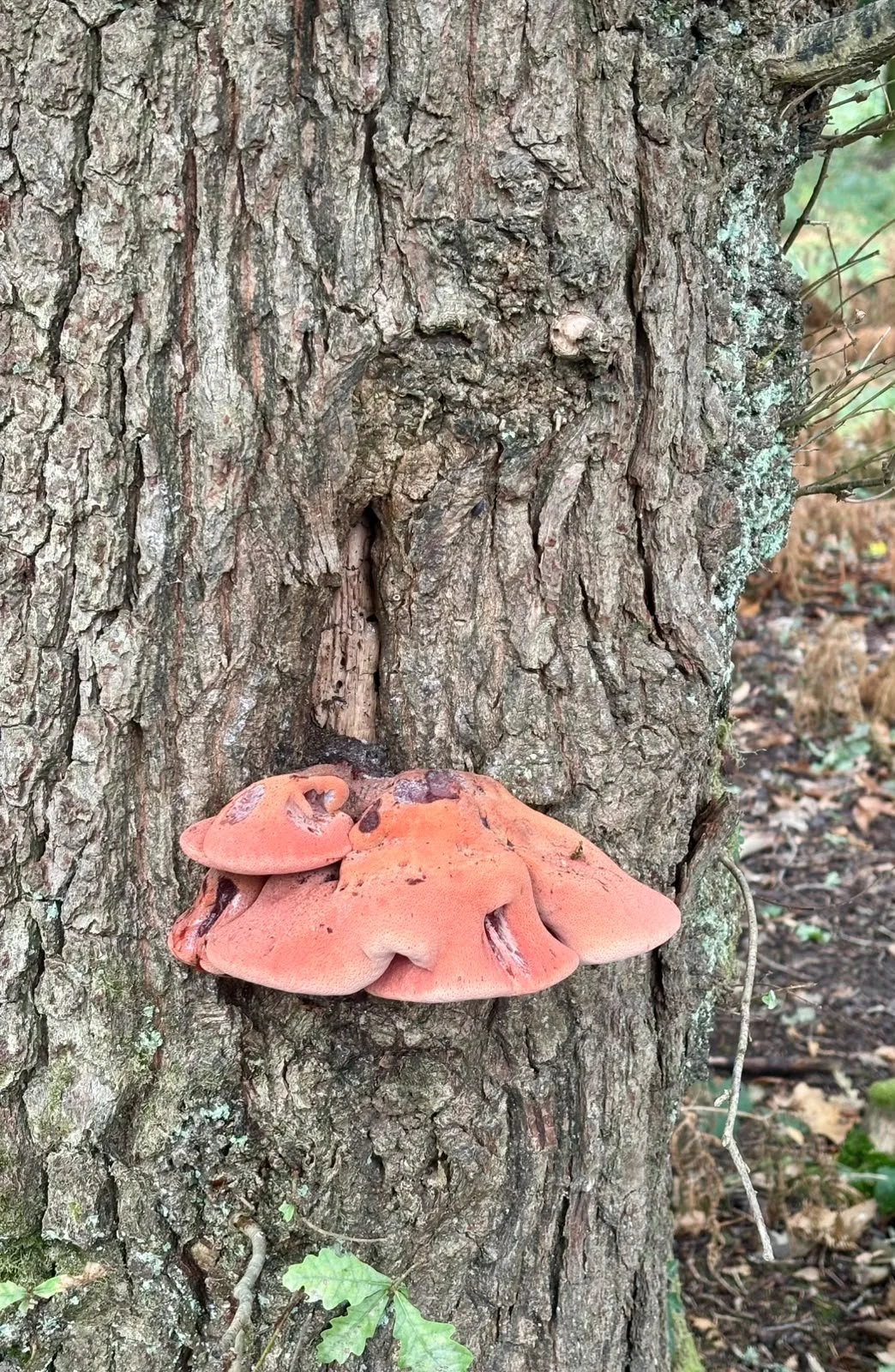 Noticing fungi in the new forest