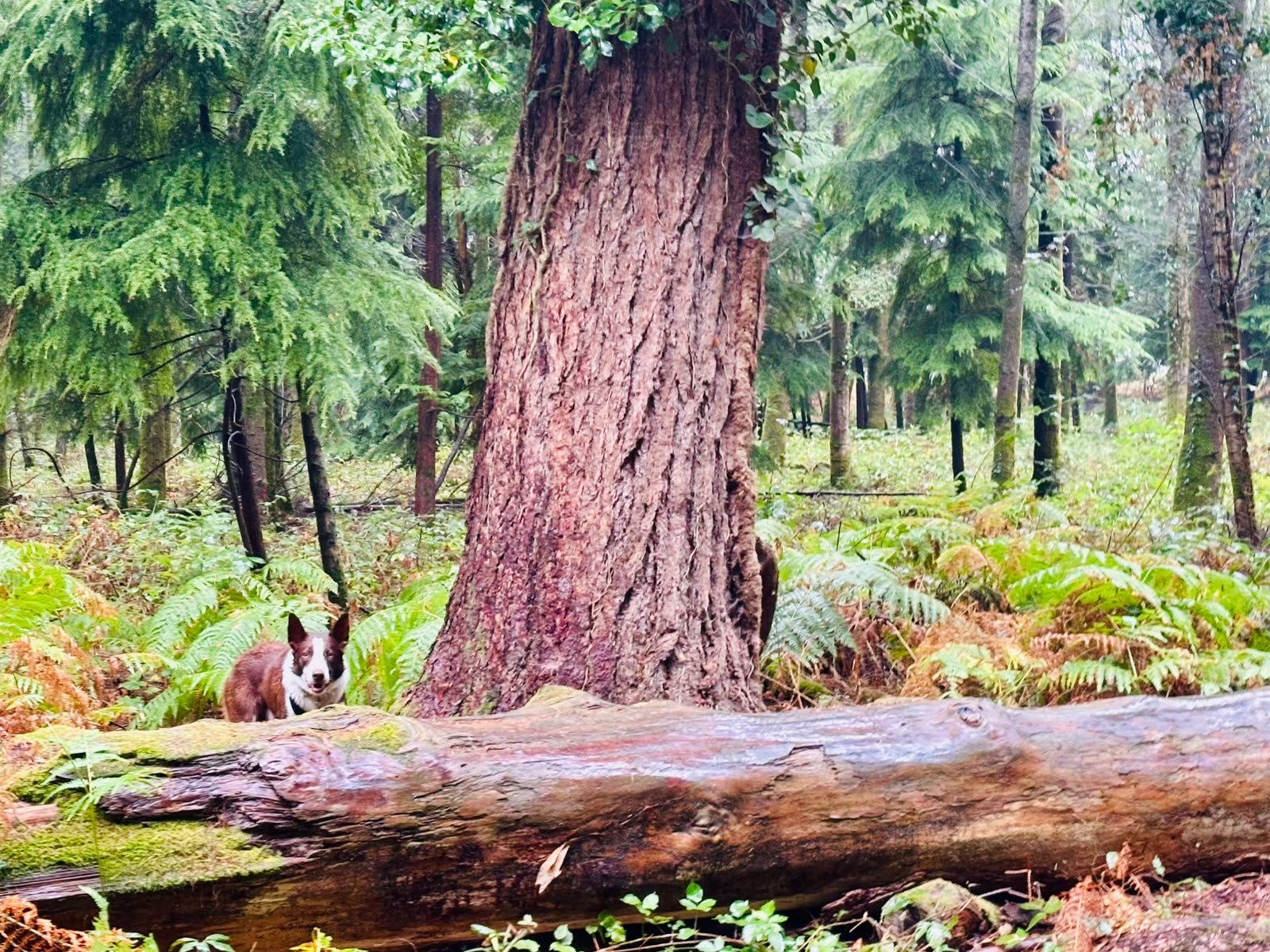 What a Reiki Reset Actually Feels Like: One Client's Story This Autumn