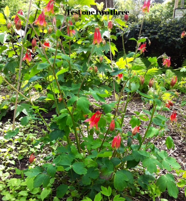 Native columbine (Aquilegia canadensis)