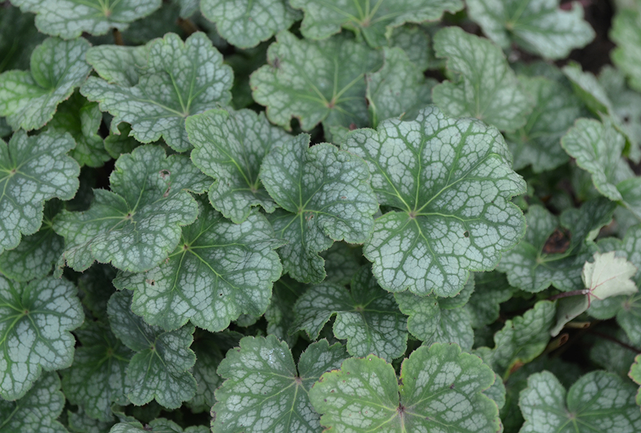 American alumroot (Heuchera americana 'Dale's strain')