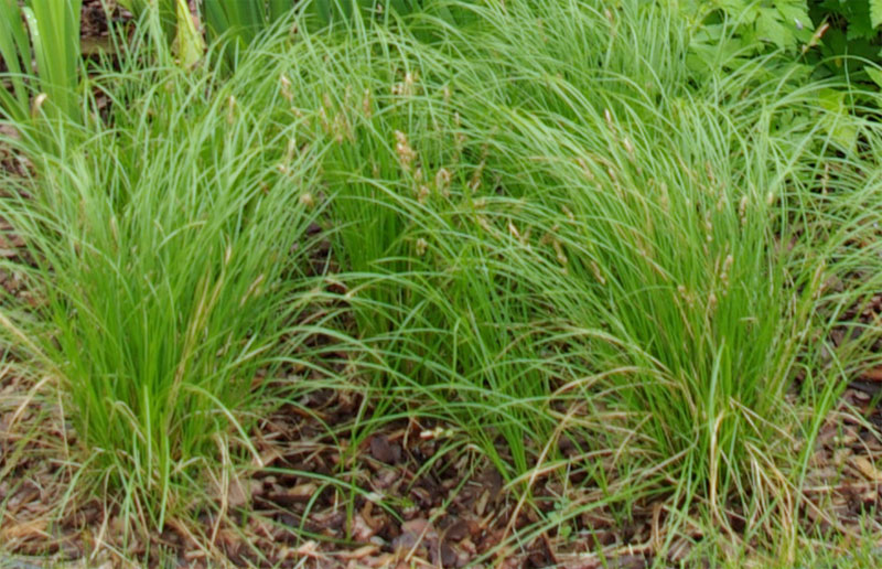 Pennsylvania sedge