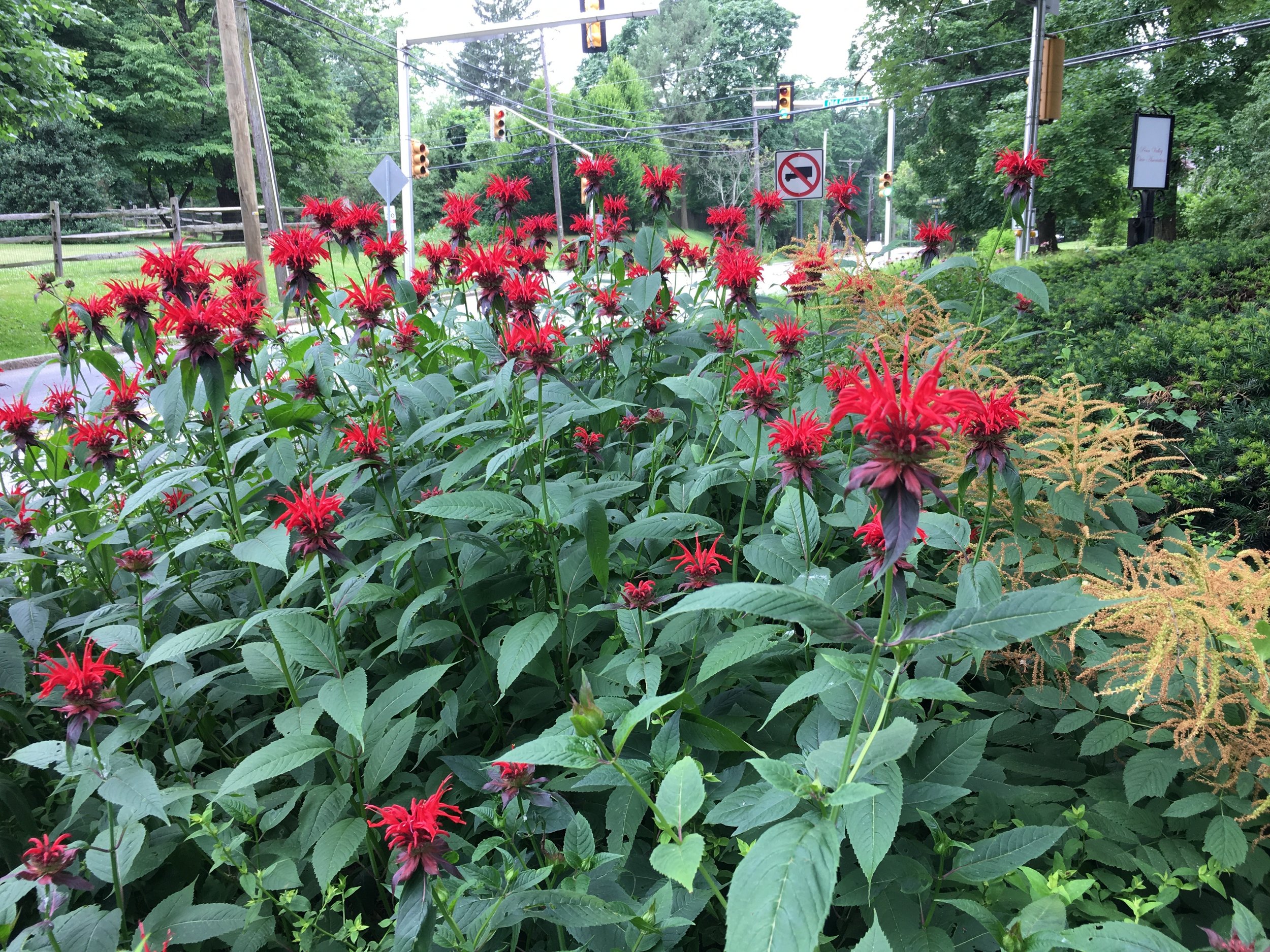 Eastern bee balm (Monarda didyma)