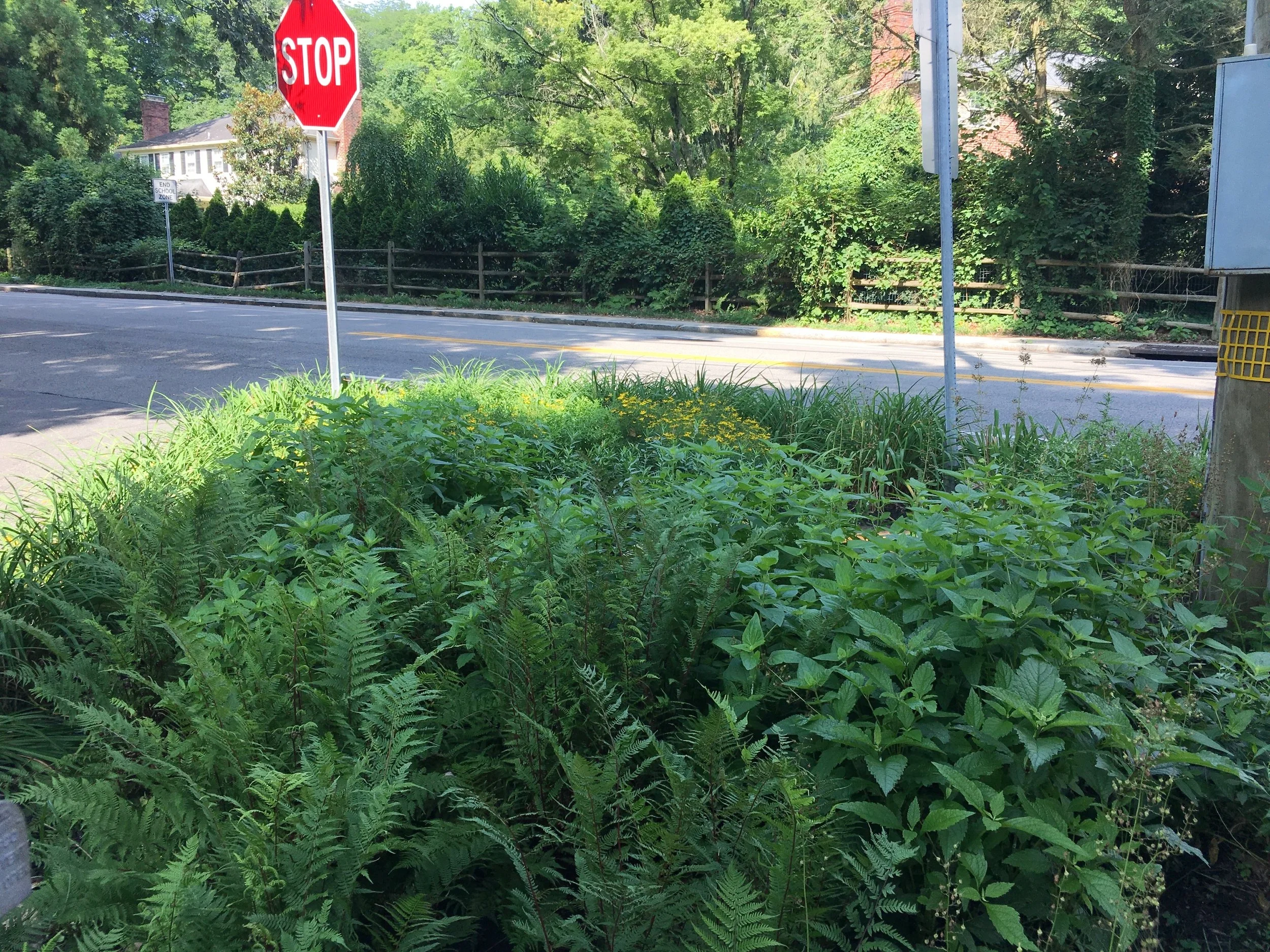 Our part-shade, medium-sized traffic island with tightly knit native plantings kept short for good visibility.