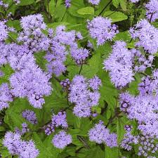 Purple mist flower (Conoclinium coelestinum)