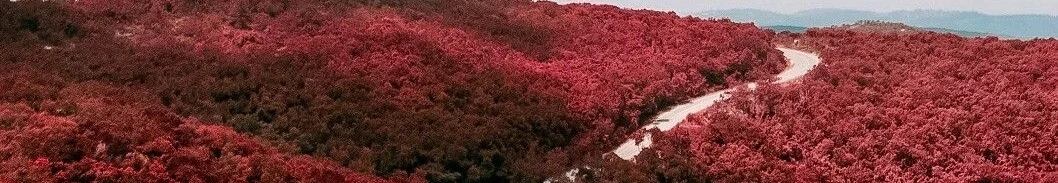 RED-forest-04.jpg