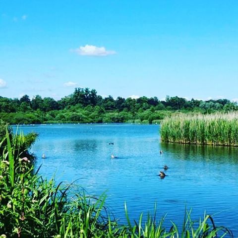 The Alresford ducks enjoying their refreshing dip in the lake 💦💦💦 #staycool #refreshing #thefridgeco #eventrental #hampshire ❄❄❄